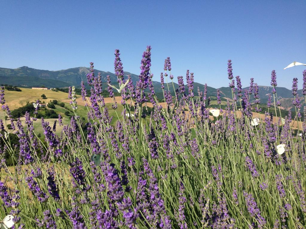 Agriturismo Il Fienile Di Ca Battista 卡利 外观 照片